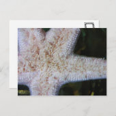 Starvissen Briefkaart (Voorkant / Achterkant)