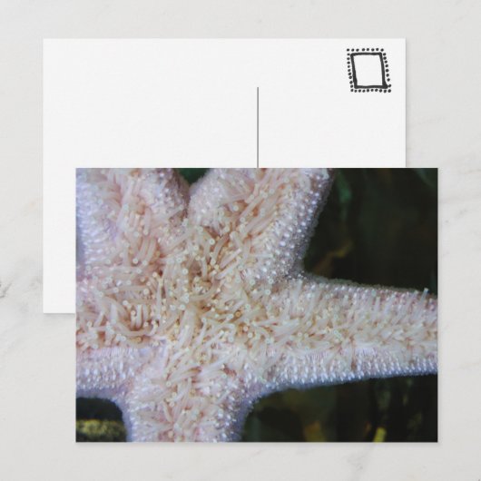 Starvissen Briefkaart (Voorkant / Achterkant)