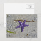 Starvissen Briefkaart (Voorkant / Achterkant)