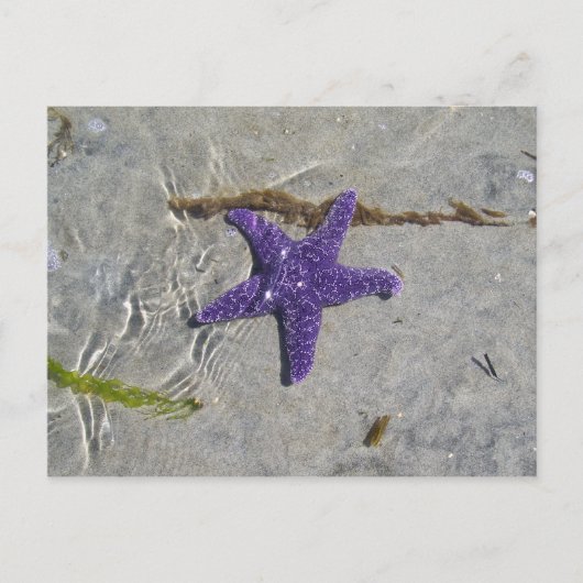 Starvissen Briefkaart (Voorkant)