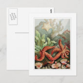 Starvissen Briefkaart (Voorkant / Achterkant)