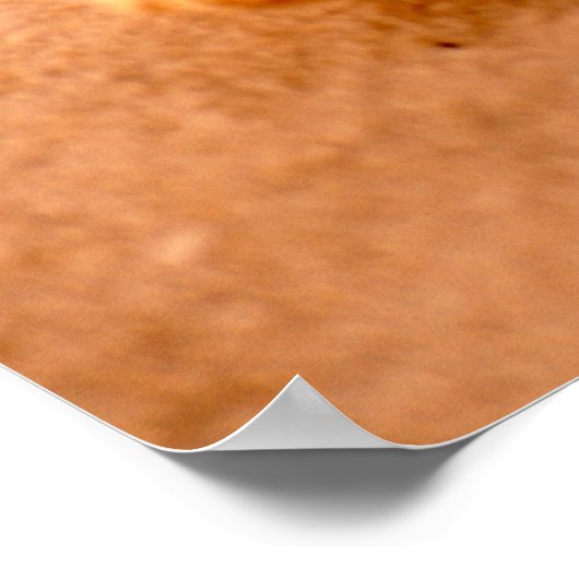 Starvissen Poster (Hoek)