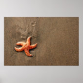 Starvissen Poster (Voorkant)