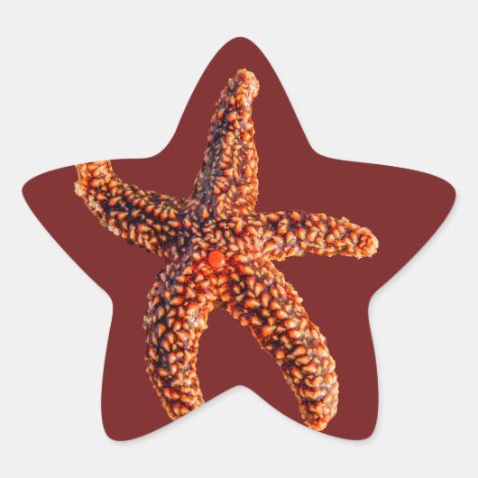 Starvissen Ster Sticker (Voorkant)