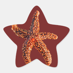 Starvissen Ster Sticker