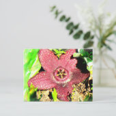 Starvisventilator - Paarse cactus/Succulente venti Briefkaart (Staand voorkant)