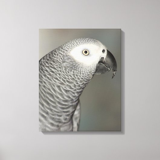 State African Gray Parrot Canvas Afdruk (Voorkant)