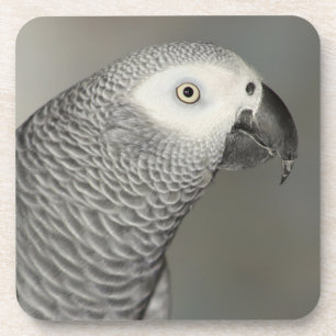 State African Gray Parrot Drankjes Onderzetter