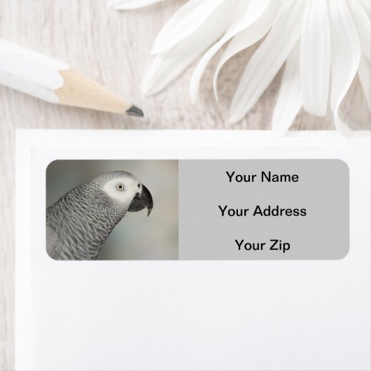 State African Gray Parrot Etiket (Insitu)