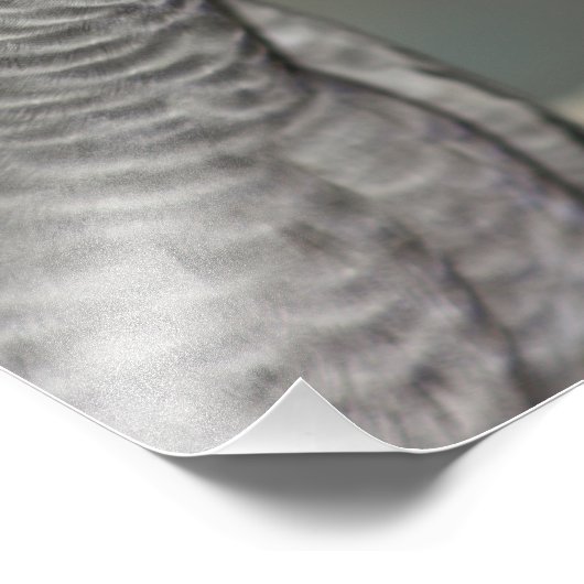 State African Gray Parrot Foto Afdruk (Hoek)