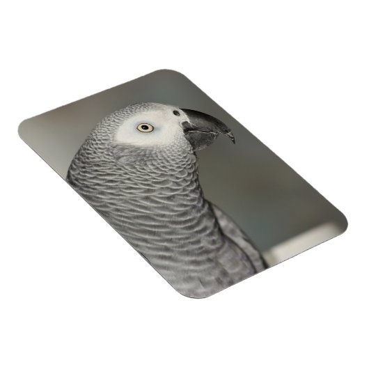 State African Gray Parrot Magneet (Rechterzijde)