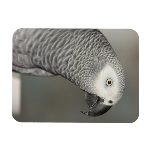 State African Gray Parrot Magneet (Horizontaal)