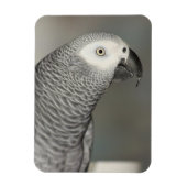 State African Gray Parrot Magneet (Verticaal)