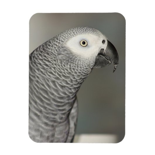 State African Gray Parrot Magneet (Verticaal)