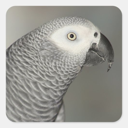 State African Gray Parrot Vierkante Sticker (Voorkant)