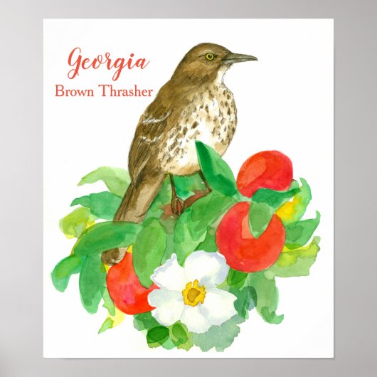 State Bird of Georgia Brown Thrasher Poster (Voorkant)