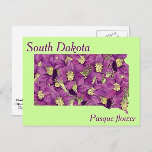 State Flower Collage Map South Dakota Briefkaart (Voorkant / Achterkant)