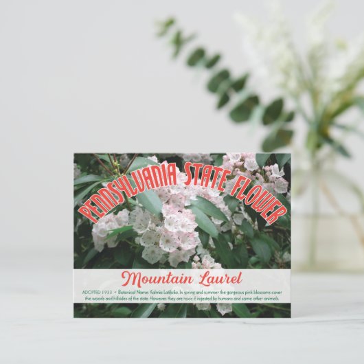 State Flower of Pennsylvania the Mountain Laurel Briefkaart (Staand voorkant)
