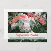 State Flower of Pennsylvania the Mountain Laurel Briefkaart (Voorkant / Achterkant)