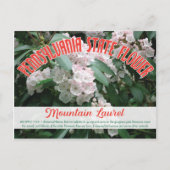 State Flower of Pennsylvania the Mountain Laurel Briefkaart (Voorkant)
