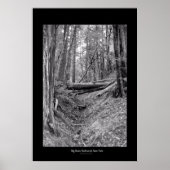 State Park Big Basin Redwood Poster (Voorkant)