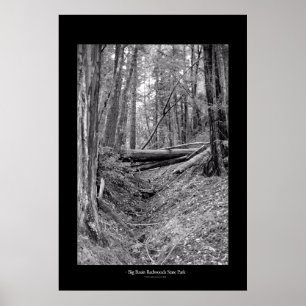State Park Big Basin Redwood Poster