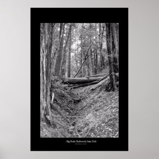 State Park Big Basin Redwood Poster