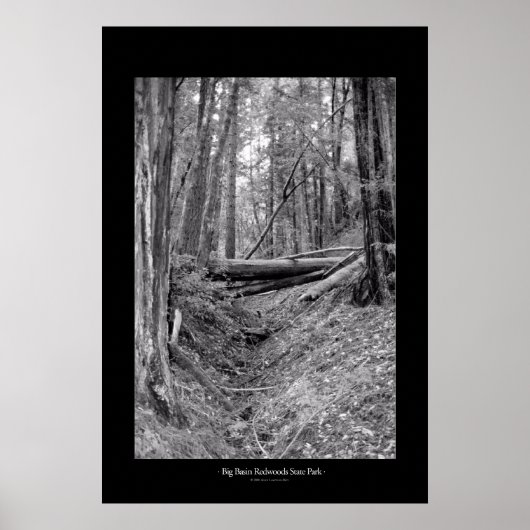 State Park Big Basin Redwood Poster (Voorkant)