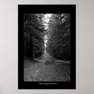 State Park Big Basin Redwood Poster