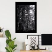 State Park Big Basin Redwood Poster (Thuiskantoor)