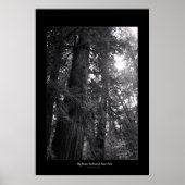 State Park Big Basin Redwood Poster (Voorkant)