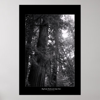State Park Big Basin Redwood Poster