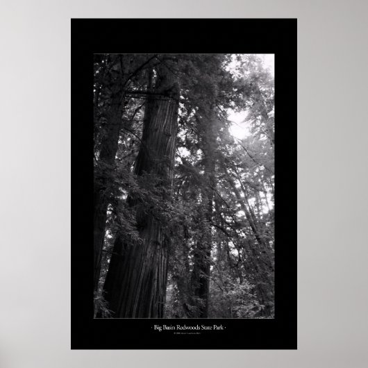 State Park Big Basin Redwood Poster (Voorkant)