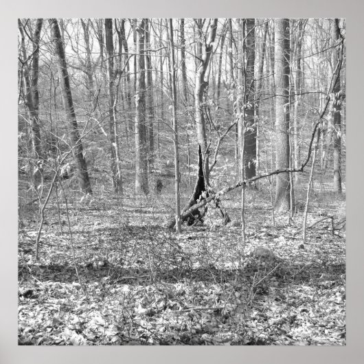 State Park Ridley Creek Poster (Voorkant)