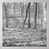 State Park Ridley Creek Poster (Voorkant)