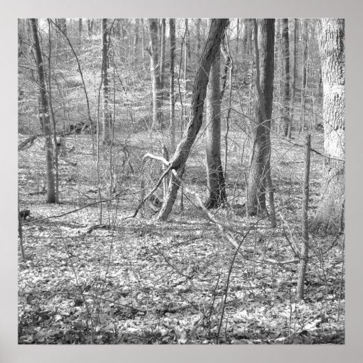 State Park Ridley Creek Poster (Voorkant)