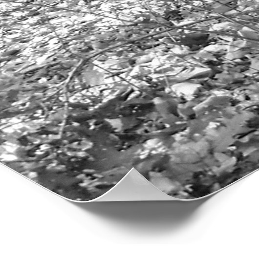 State Park Ridley Creek Poster (Hoek)