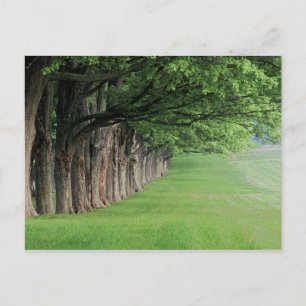 Statige rij bomen, Louisville, Kentucky. Briefkaart
