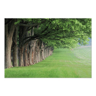 Statige rij bomen, Louisville, Kentucky. Foto Afdruk