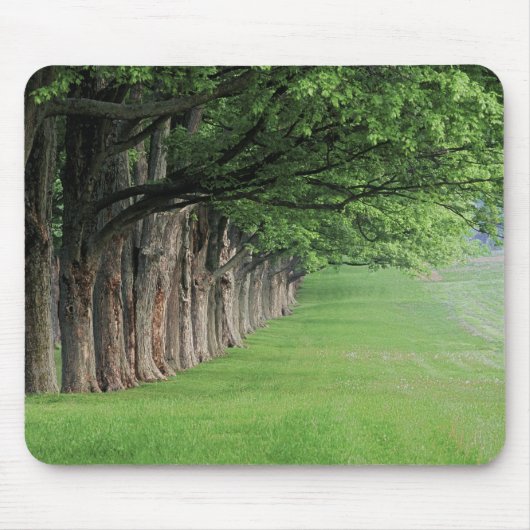 Statige rij bomen, Louisville, Kentucky. Muismat (Voorkant)
