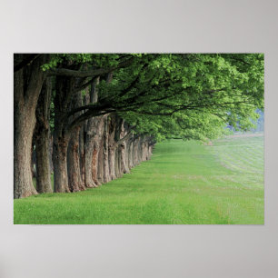 Statige rij bomen, Louisville, Kentucky. Poster