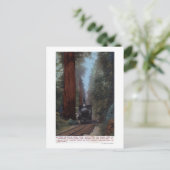 Station Big Tree Briefkaart (Staand voorkant)