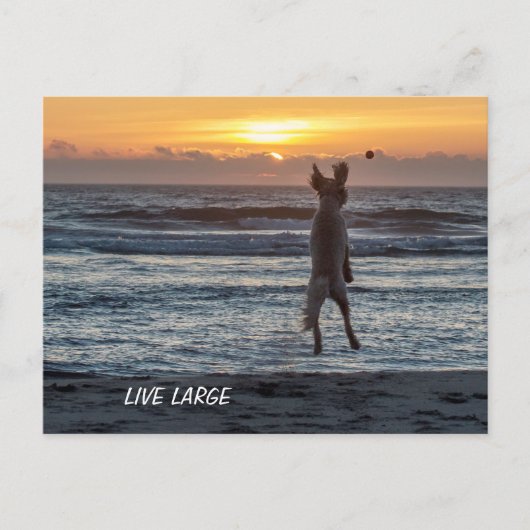 Stationaire dagbladen Live groot Briefkaart (Voorkant)