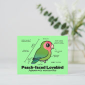 Statistieken van peach-face Lovebird Briefkaart (Staand voorkant)