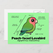 Statistieken van peach-face Lovebird Briefkaart (Voorkant / Achterkant)