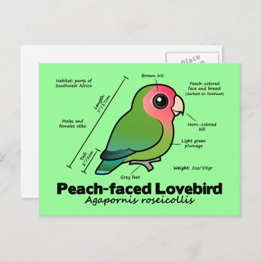 Statistieken van peach-face Lovebird Briefkaart (Voorkant / Achterkant)