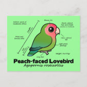 Statistieken van peach-face Lovebird Briefkaart (Voorkant)
