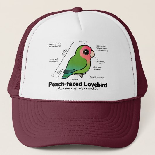 Statistieken van peach-face Lovebird Trucker Pet (Voorkant)