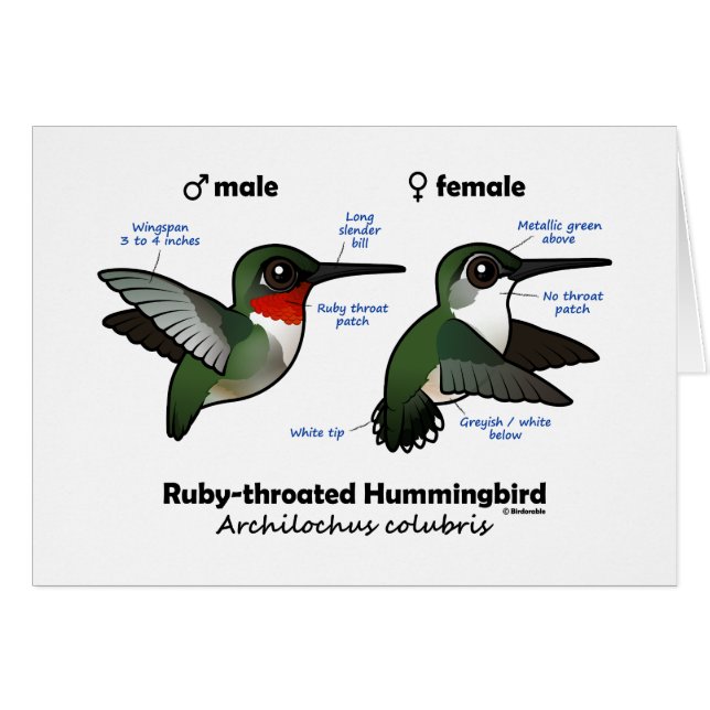 Statistieken van ronddraaiende Hummingbird (Voorkant Horizontaal)