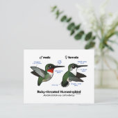 Statistieken van ronddraaiende Hummingbird Briefkaart (Staand voorkant)